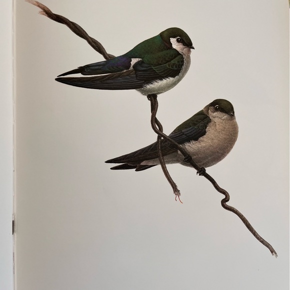 Birds of the West Coast Vol 1 Painting, drawing & text by J.F. Lansdowne. Nature - Picture 9 of 17